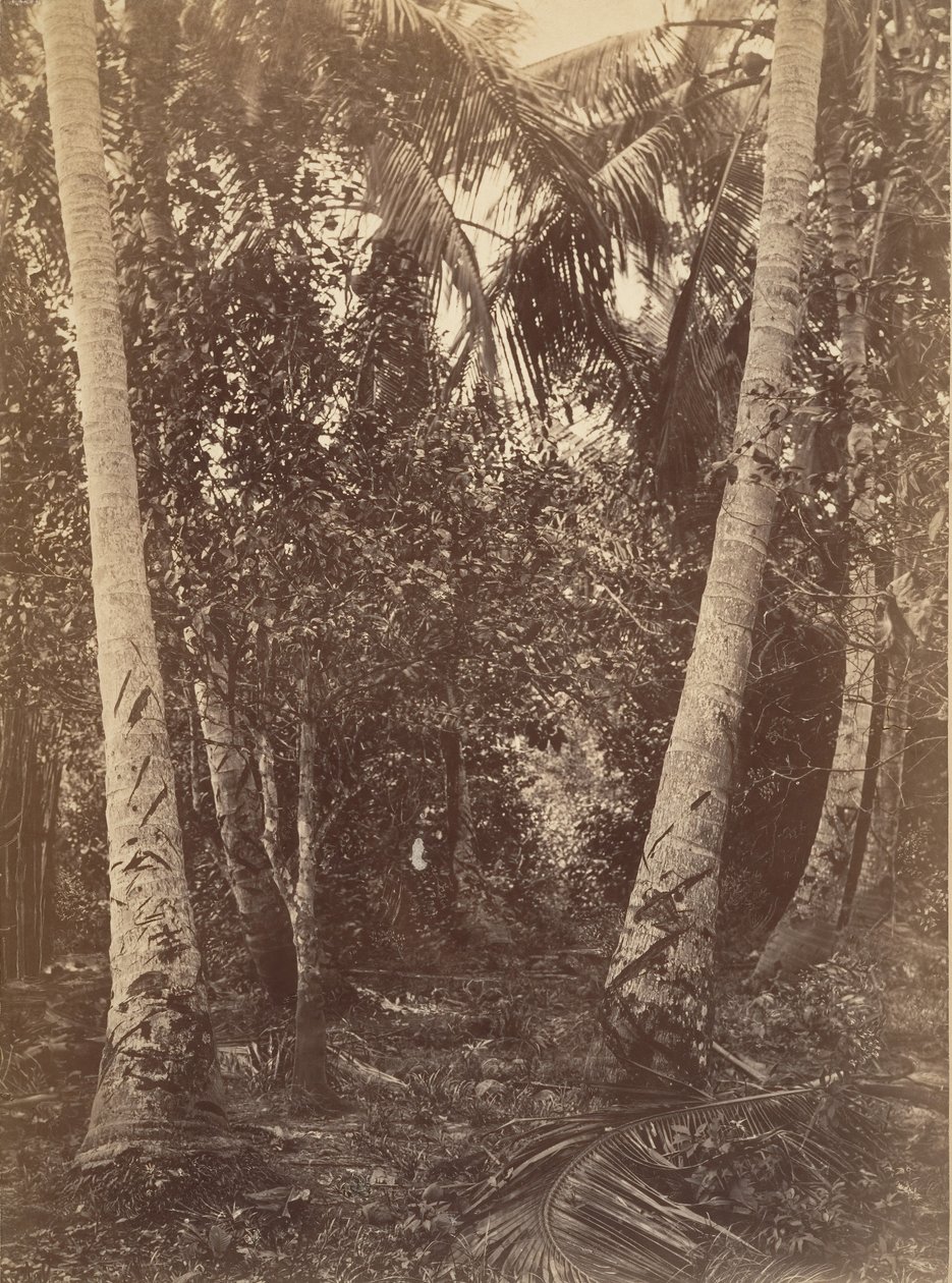 Tropisk landskap, skog nær Turbo, 1871. av John Moran