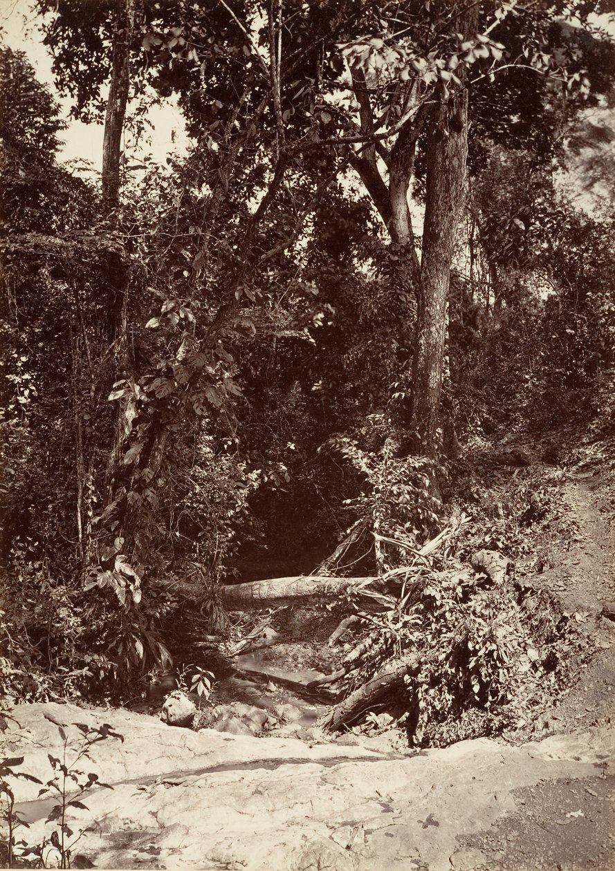 Tropisk landskap, The Brook El Bano, Chipigana, 1871. av John Moran