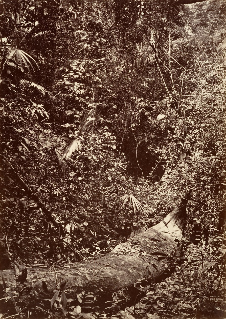 Tropisk natur, Tropisk skog, 1871. av John Moran