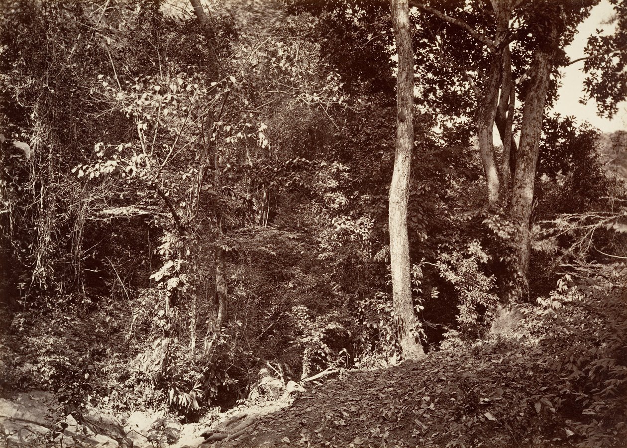 Tropisk landskap, utsikt nær Chipigana, 1871. av John Moran