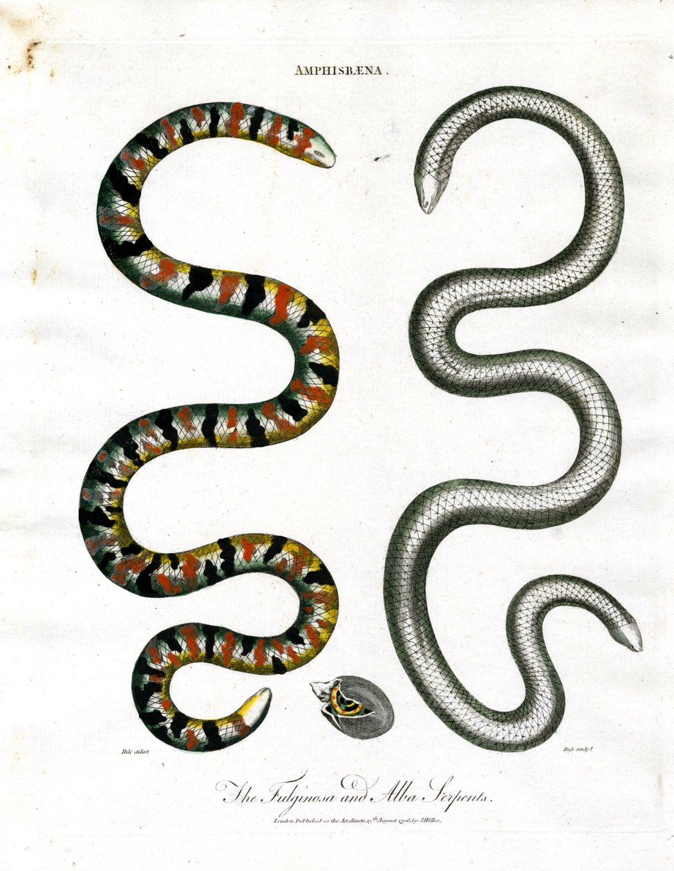 Amphisbrothers: Fuliginosa og Alba Serpents av John Pass