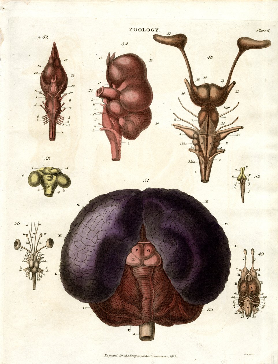 Anatomiske illustrasjoner av hjernen og nervesystemet (tavle 6) av John Pass