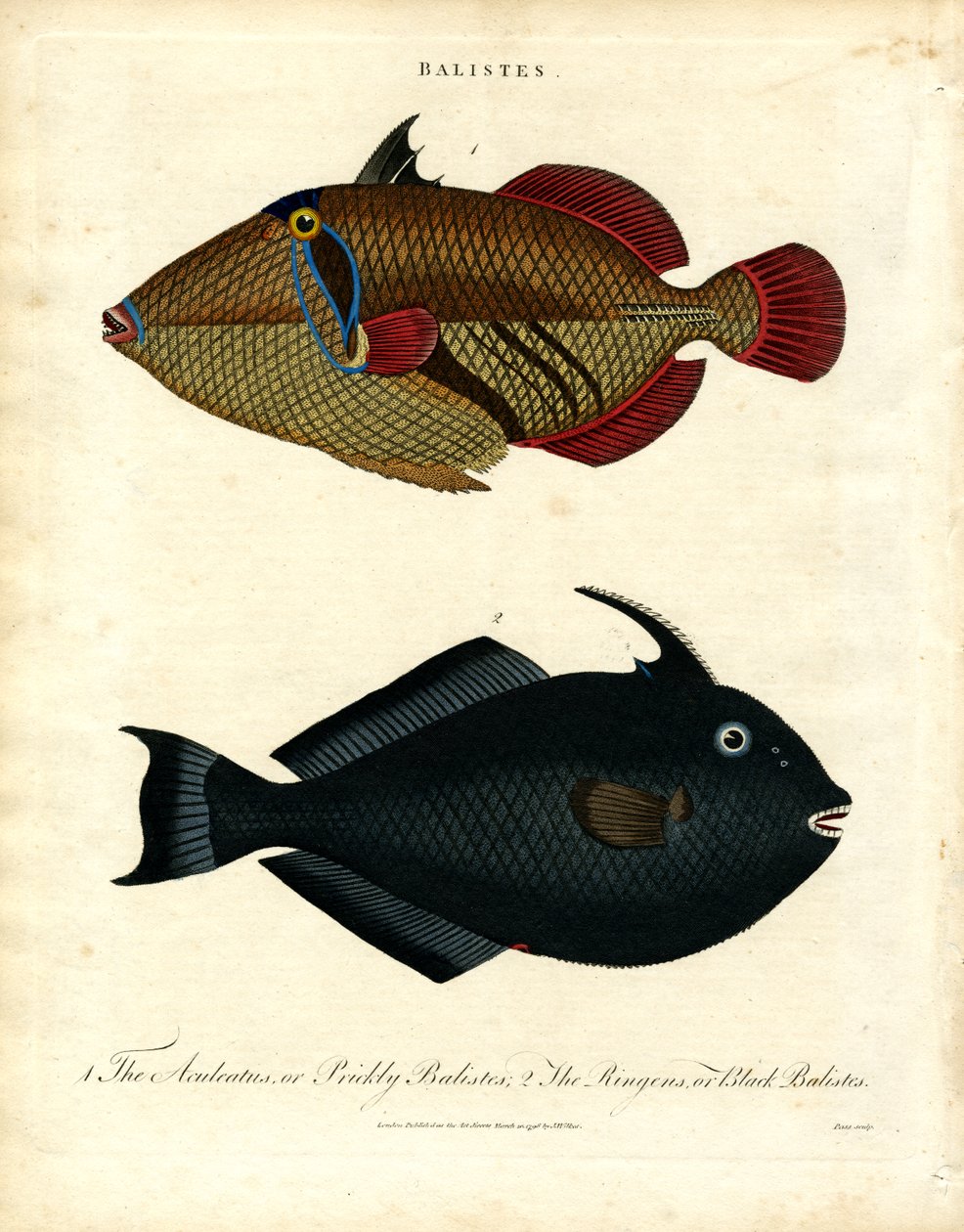 Balister: Triggerfish av John Pass
