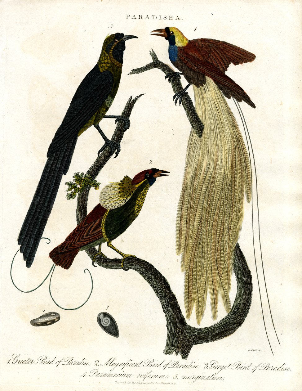 Paradisfugler (Paradisea) av John Pass