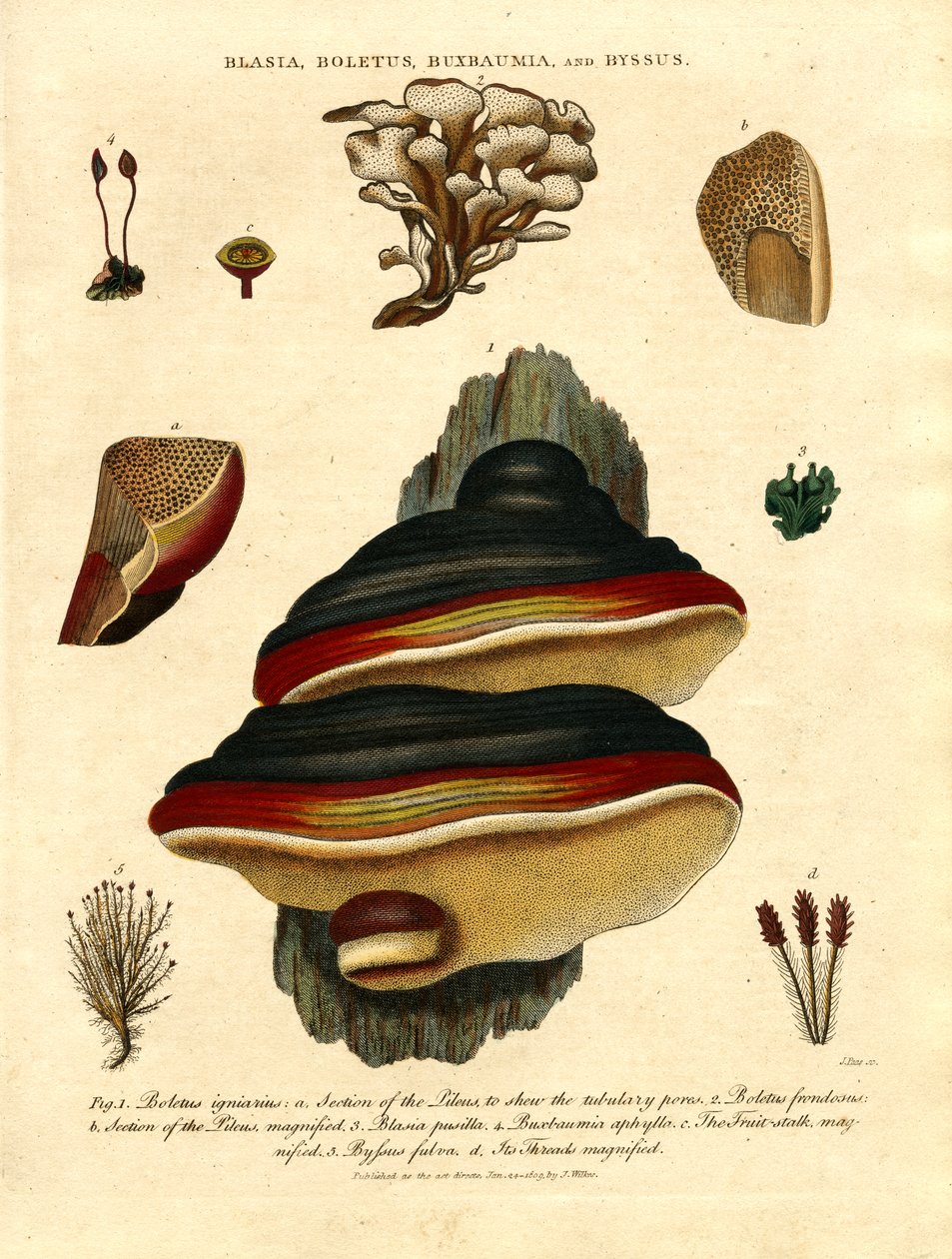Blasia; Boletus; Buxbaumia; og Byssus av John Pass
