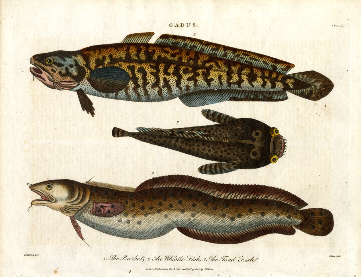 Lake; hvittingfisk og paddefisk av John Pass