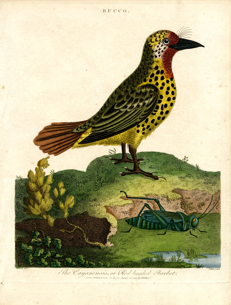 Cayenne Barbet (Bucco) av John Pass