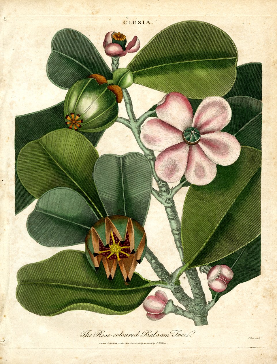 Clusia - Det rosefargede balsamtreet av John Pass