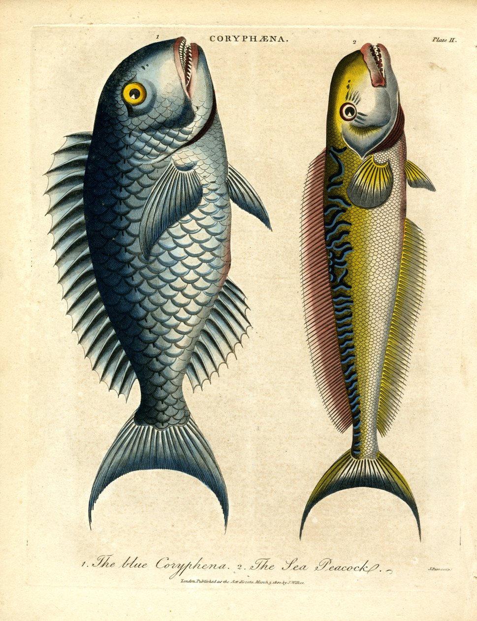 Coryphæna – Delfinfisk av John Pass