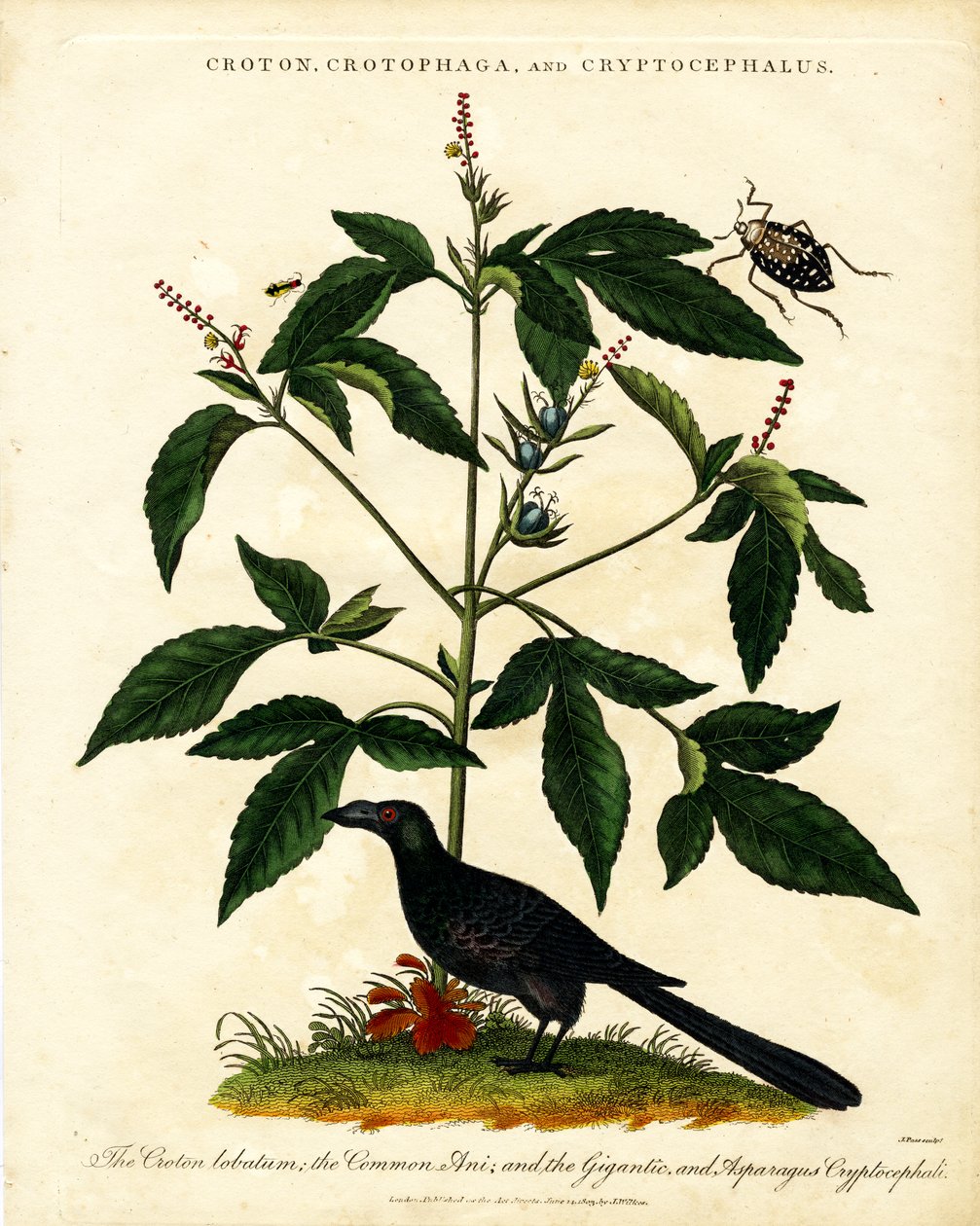 Croton, Crotophaga og Cryptocephalus av John Pass