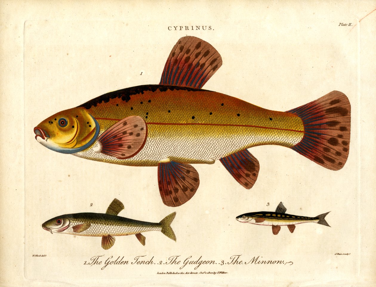 Cyprinus: Gullsure, gudgeon og minnow av John Pass