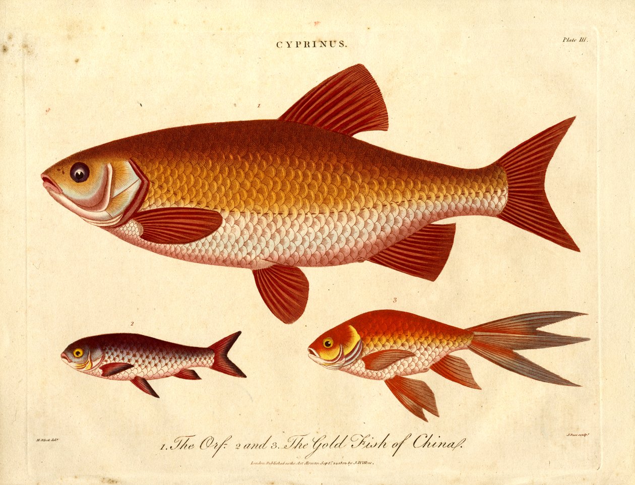 Cyprinus: Orfe og gullfisk fra Kina av John Pass