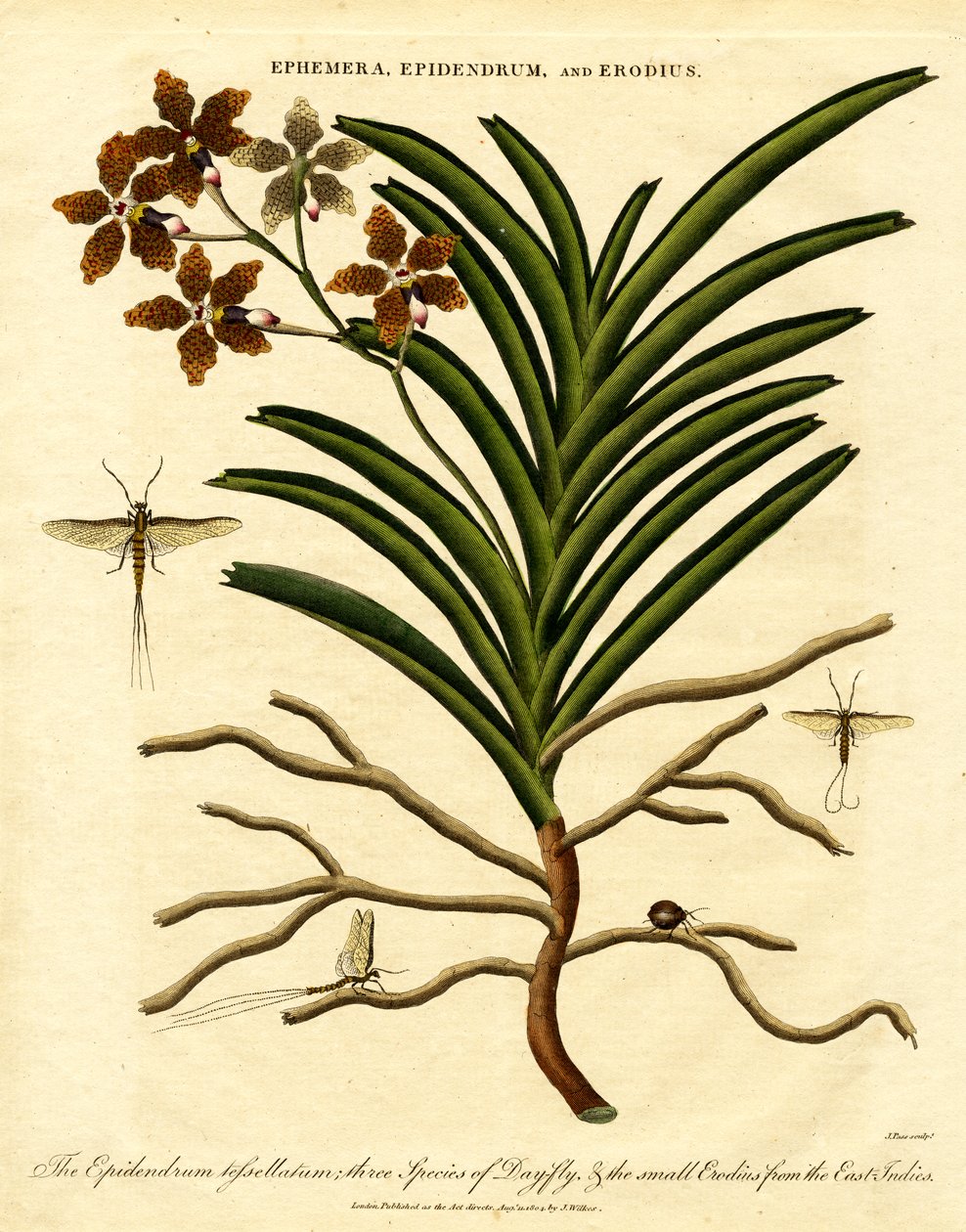 Epidendrum; Ephemera; og Erodius av John Pass