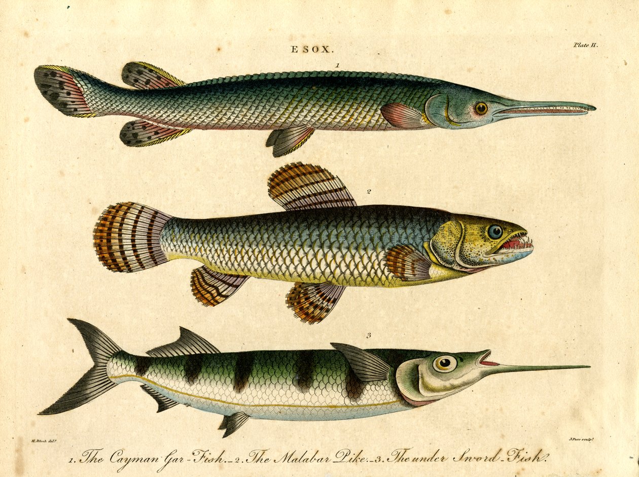 Esox: Gjedde- og sverdfiskarter av John Pass