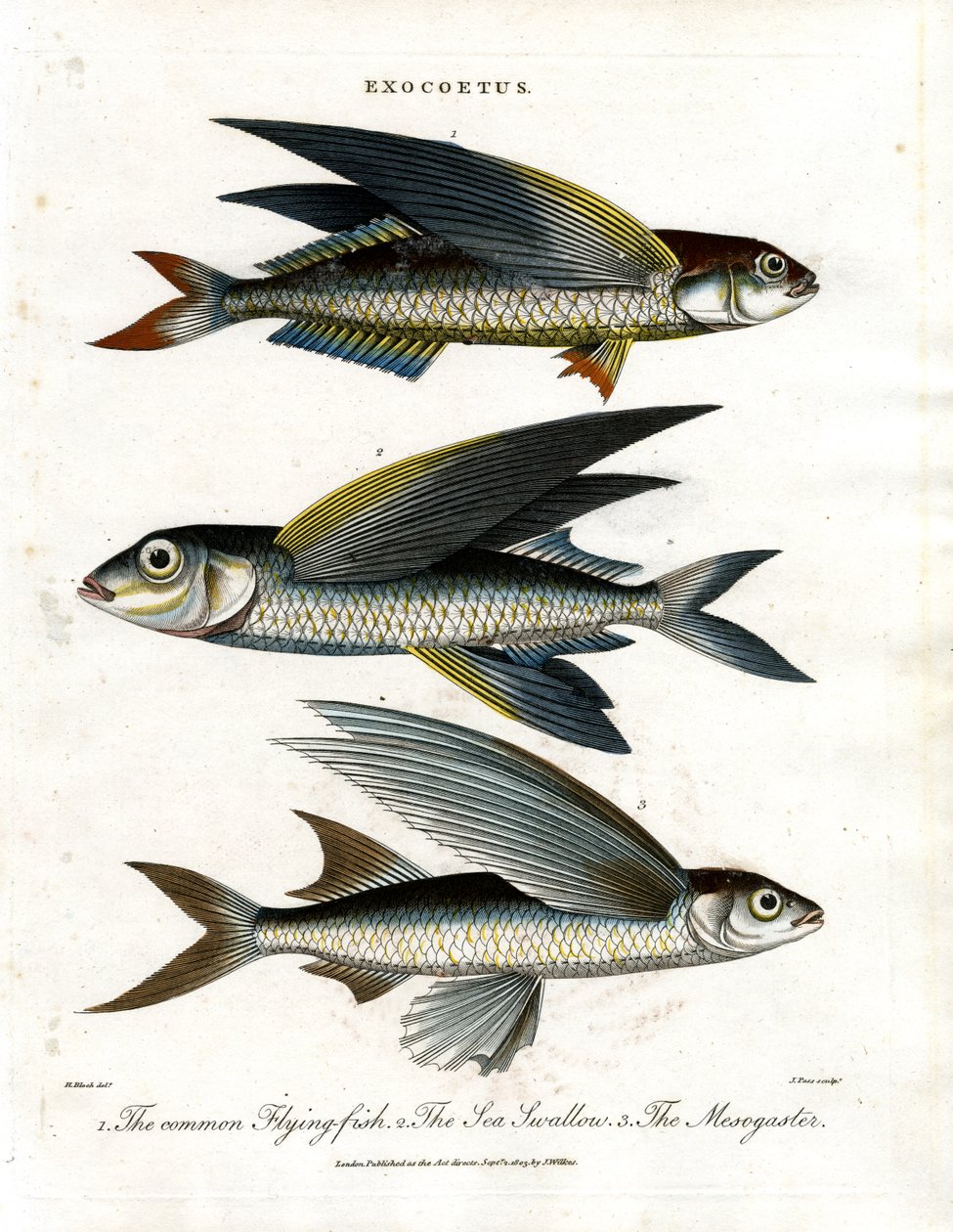 Exocoetus: Flygefisk av John Pass