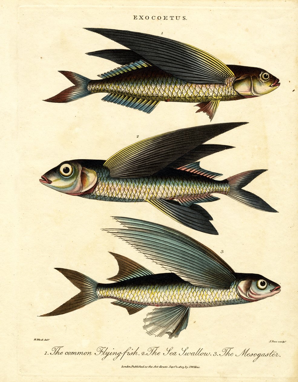 Flygende fisk av John Pass