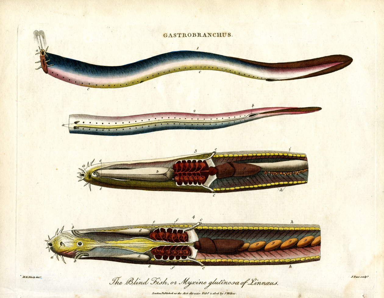 Gastrobranchus - Den blinde fisken eller hagfisken av John Pass