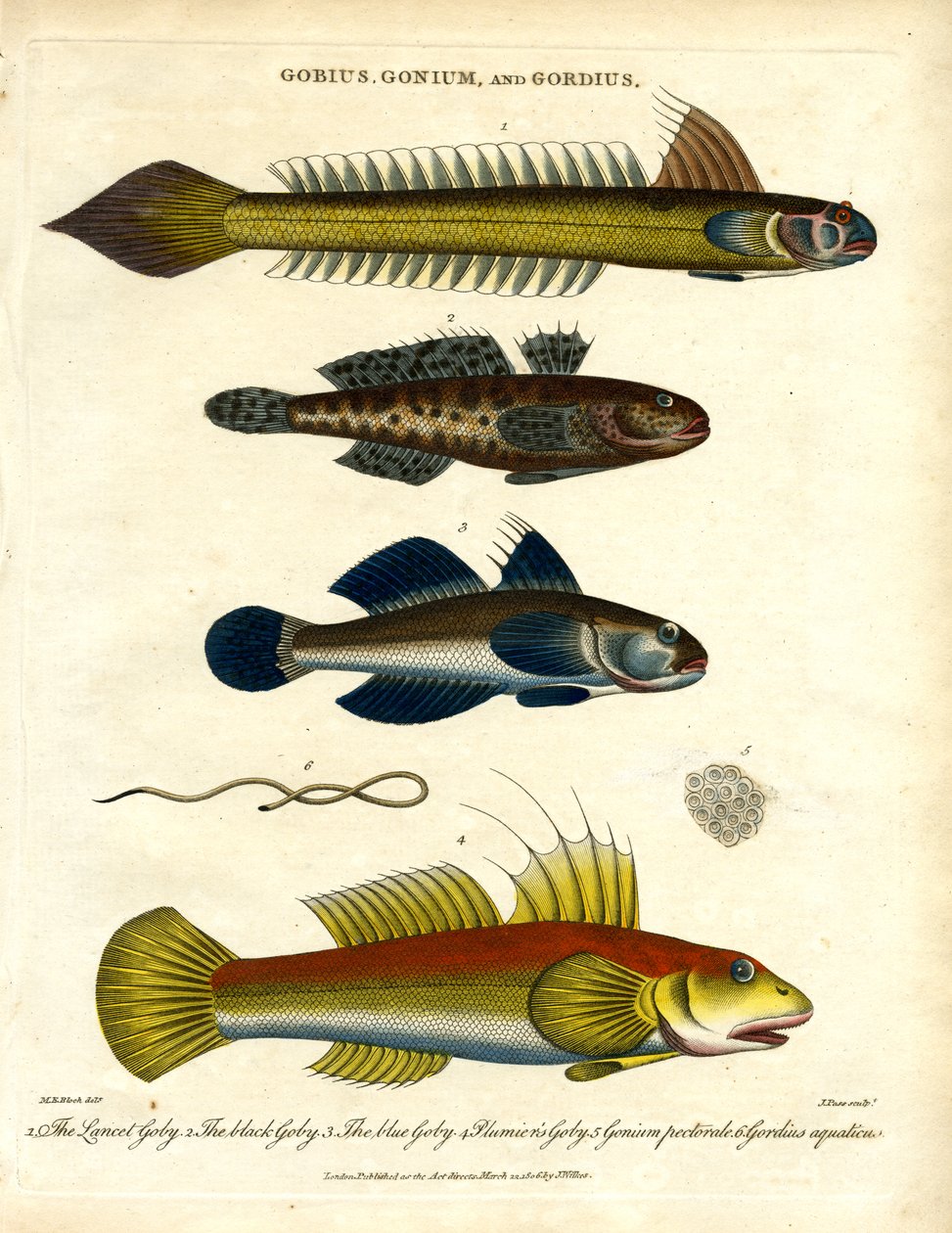 Gobius; Gonium og Gordius: Kutlinger og hårorm av John Pass