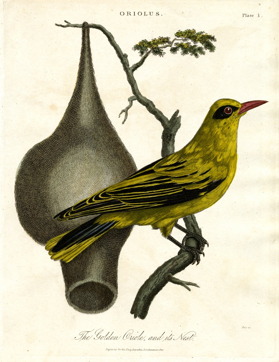 Gylden oriole og dens reir av John Pass