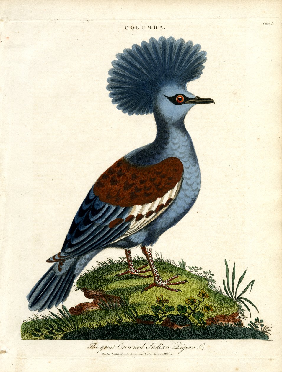 Stor kronede indiske due (Columba) av John Pass