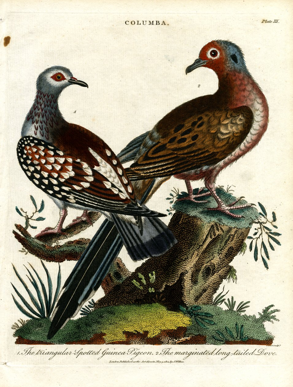 Marsvin og due (Columba) av John Pass