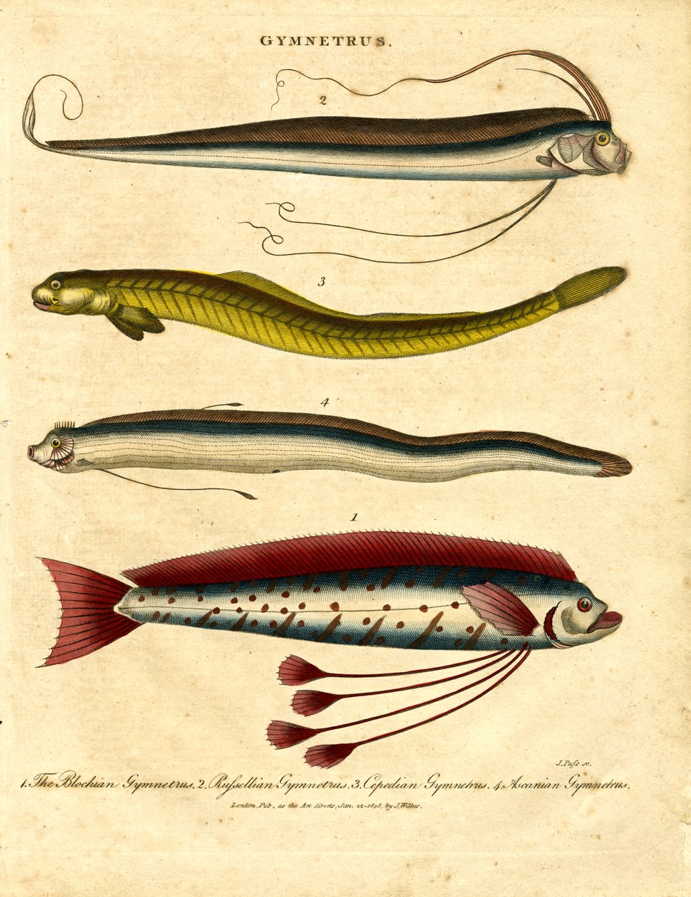 Gymnetrus – Båndfisk av John Pass