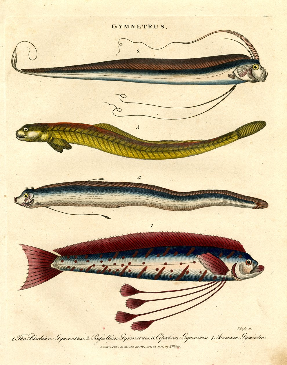 Gymnetrus-arter – båndfisk av John Pass