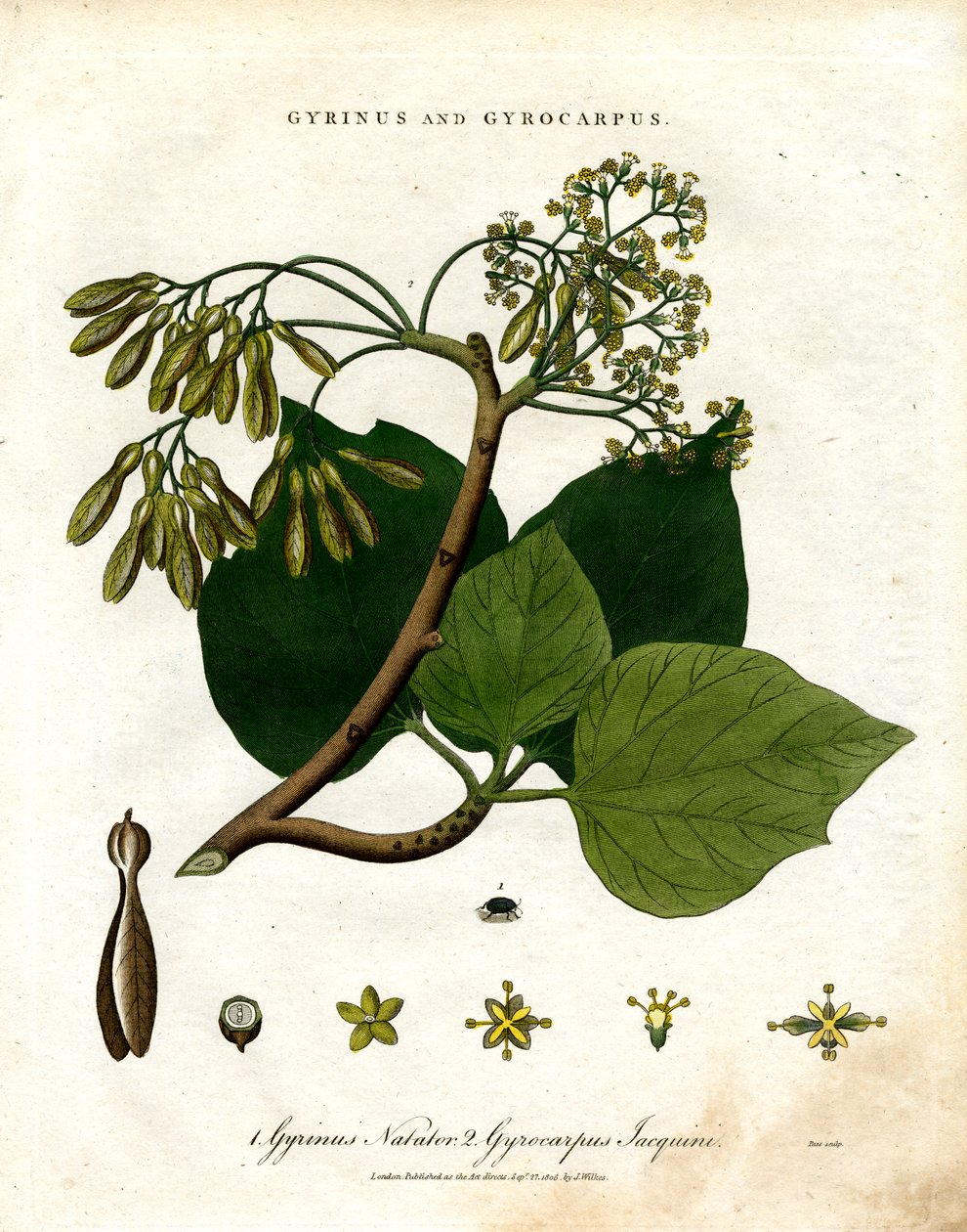 Gyrinus og Gyrocarpus av John Pass