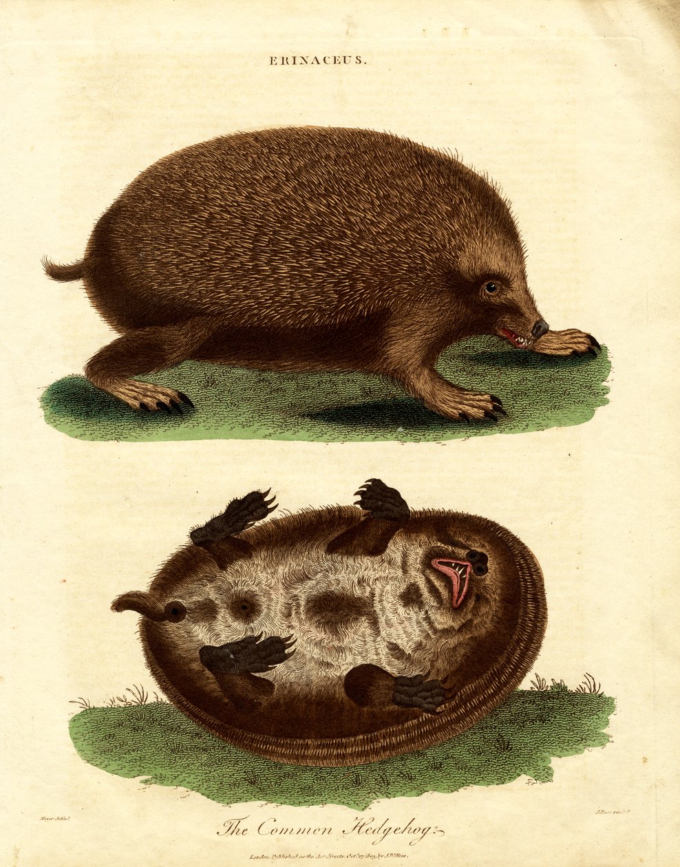 Pinnsvin (Erinaceus) av John Pass