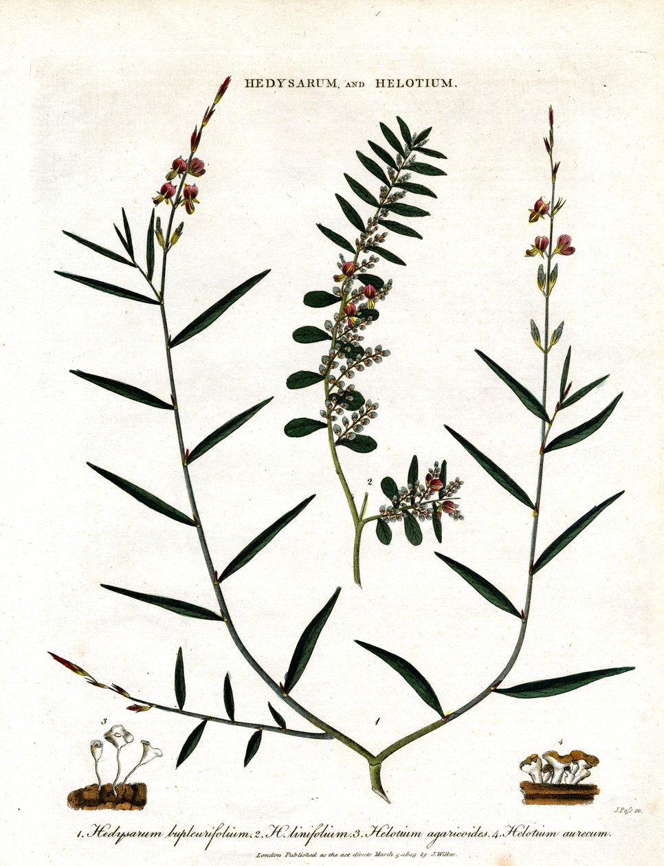Hedysarum og Helotium av John Pass