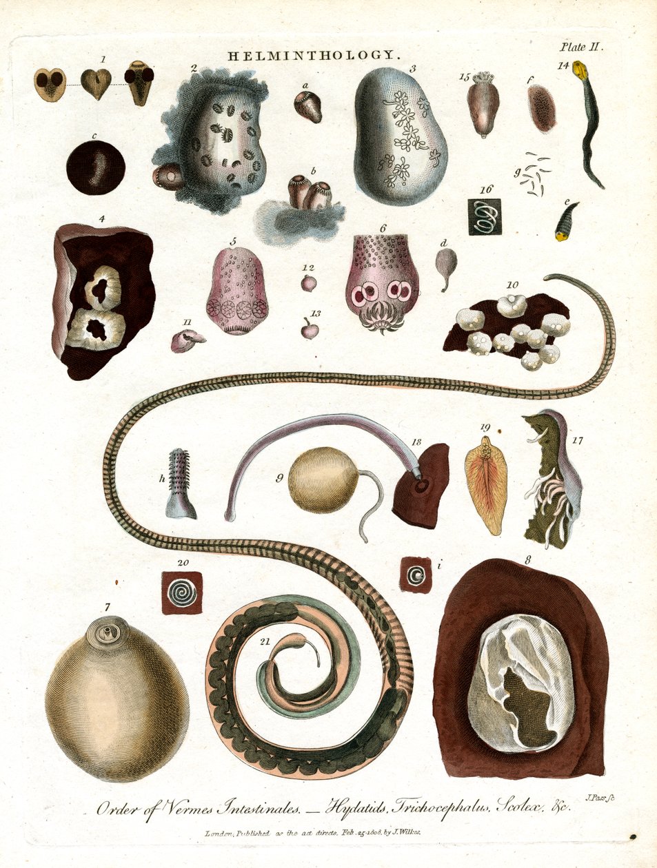 Helminthology;Talle II - Ordenen av tarmormer av John Pass