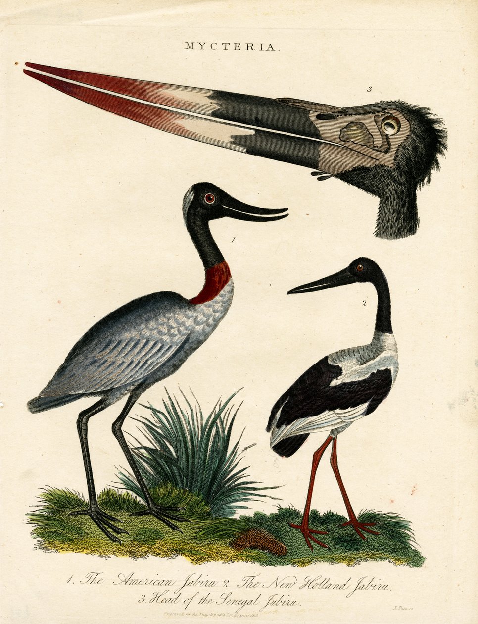 Jabiru-arter (Mycteria) med anatomiske detaljer av John Pass