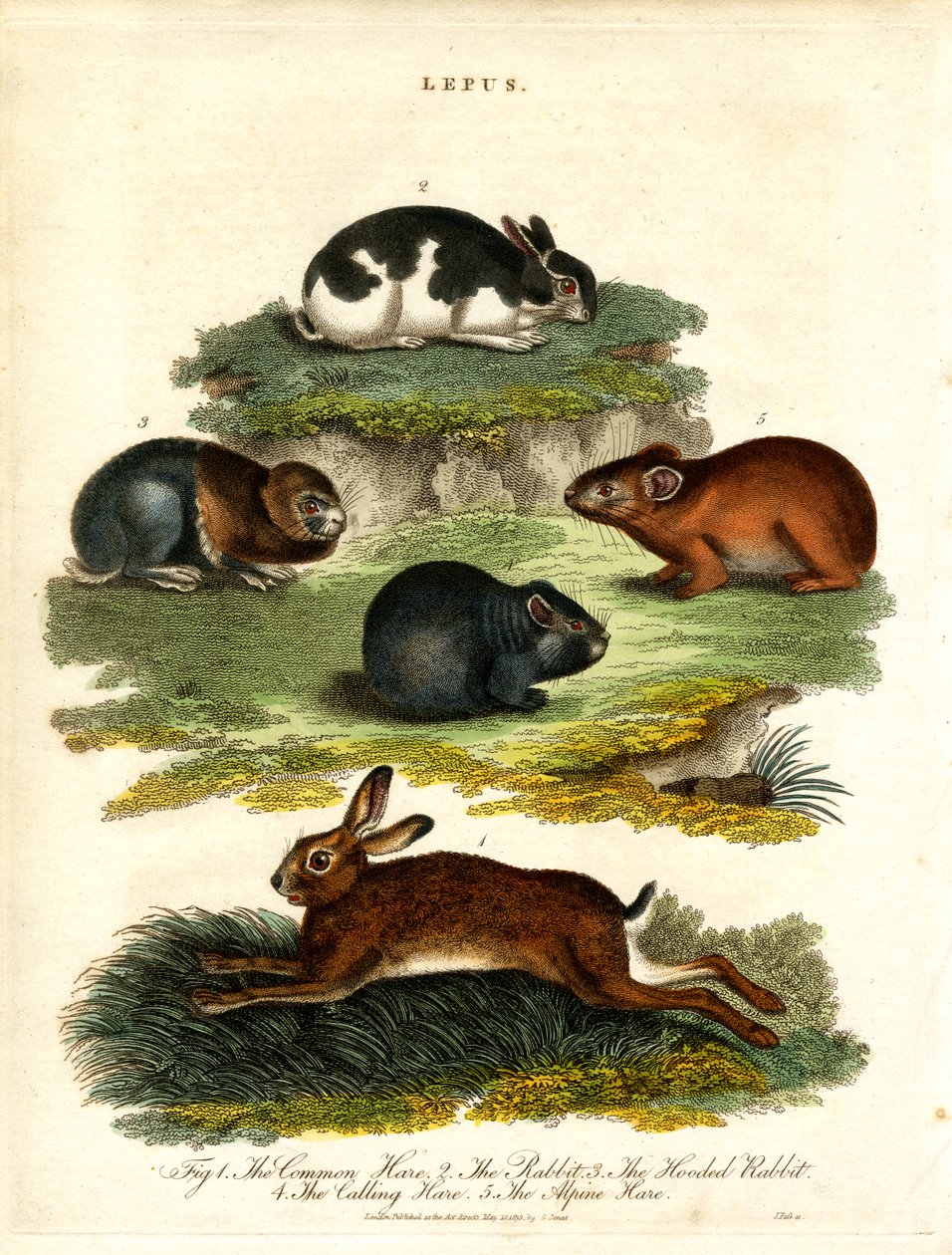 Lepus - Harer og gnagere av John Pass