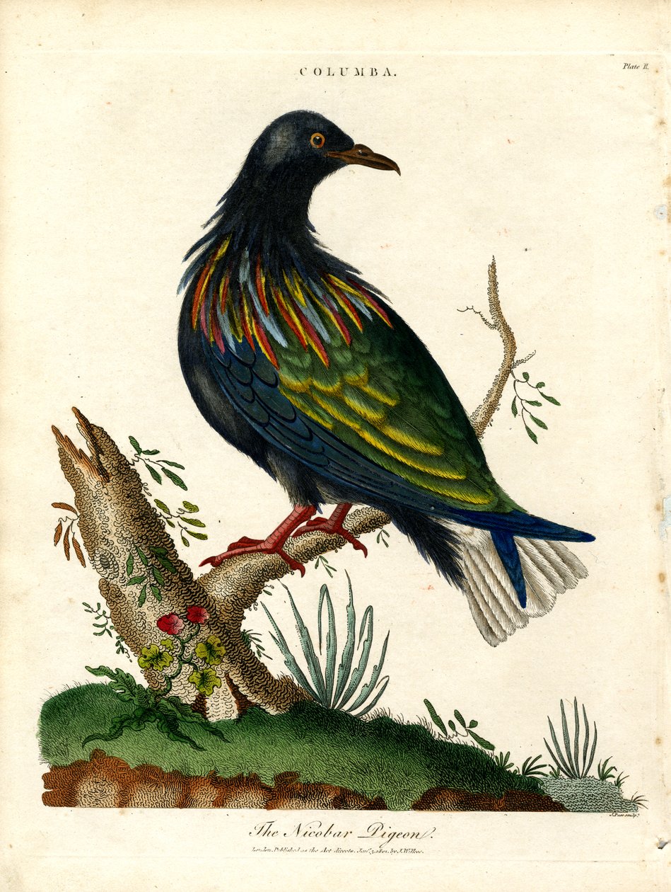 Nikobardue (Columba) av John Pass