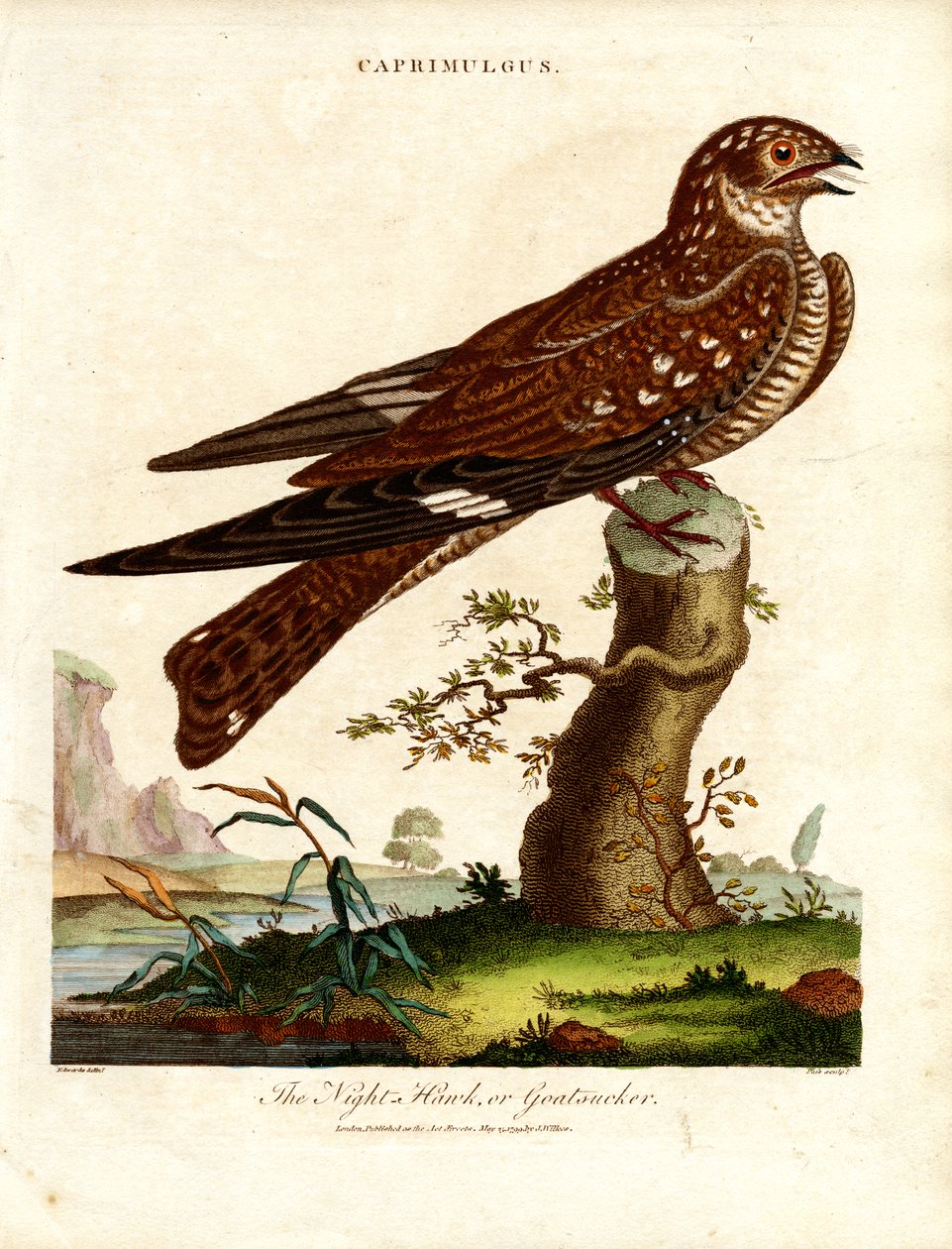 Nattsjakk (Caprimulgus) av John Pass