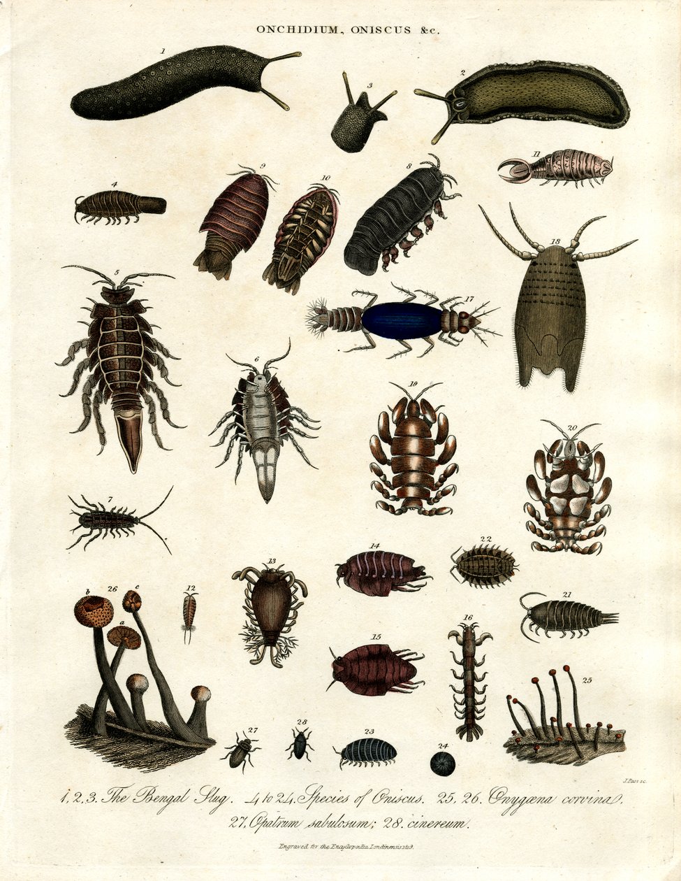 Onchidium; Oniscus og andre leddyr av John Pass