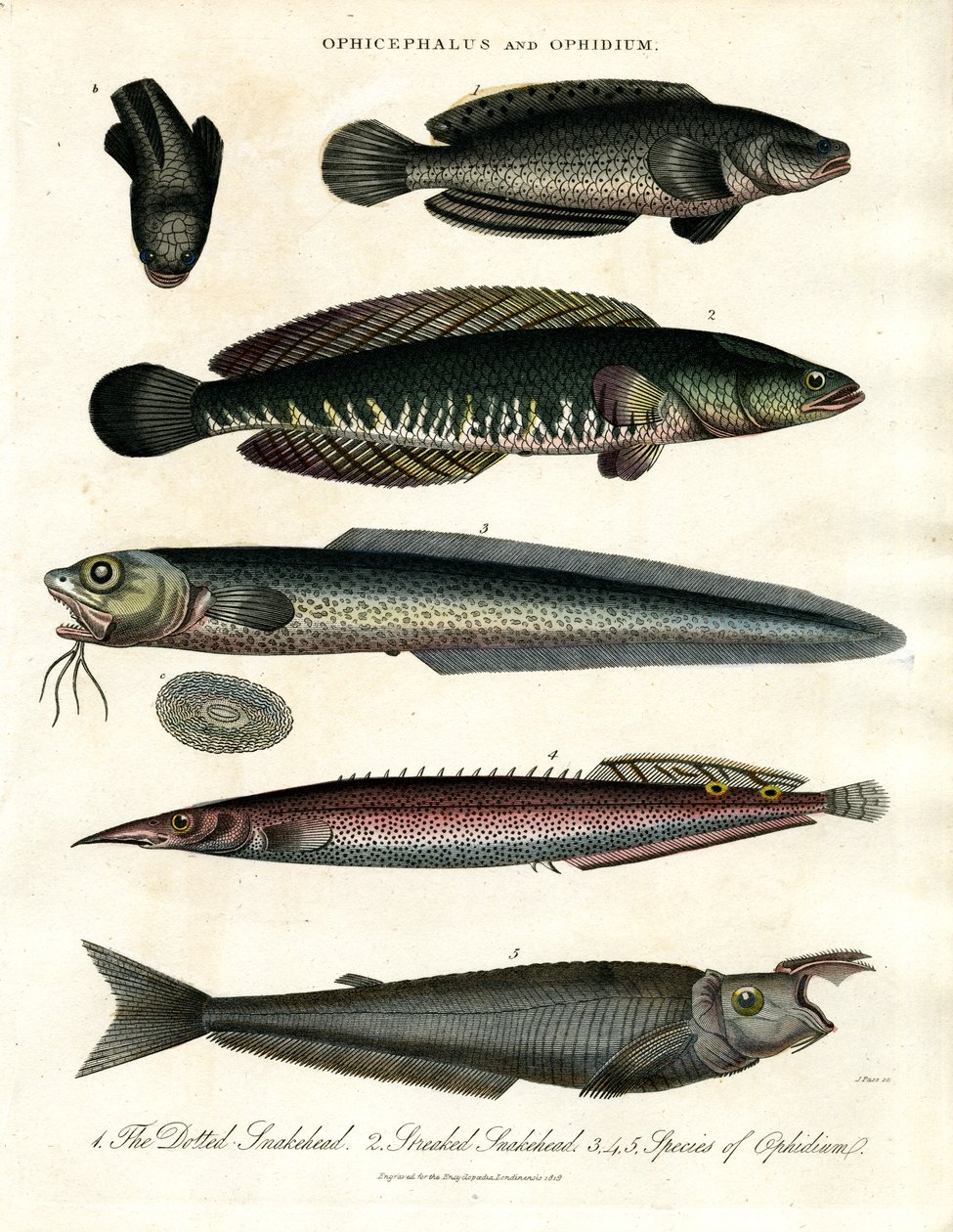 Ophicephalus og Ophidium av John Pass