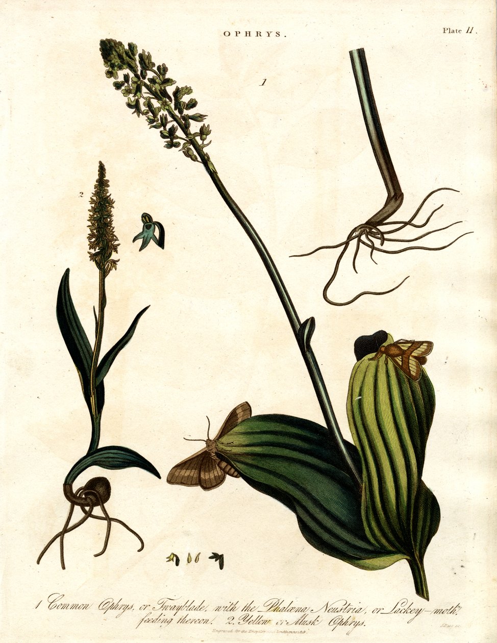 Ophrys-arter med møll av John Pass