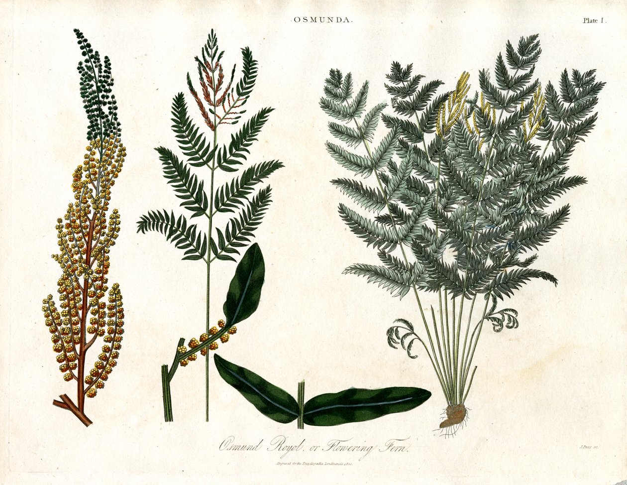 Osmunda av John Pass