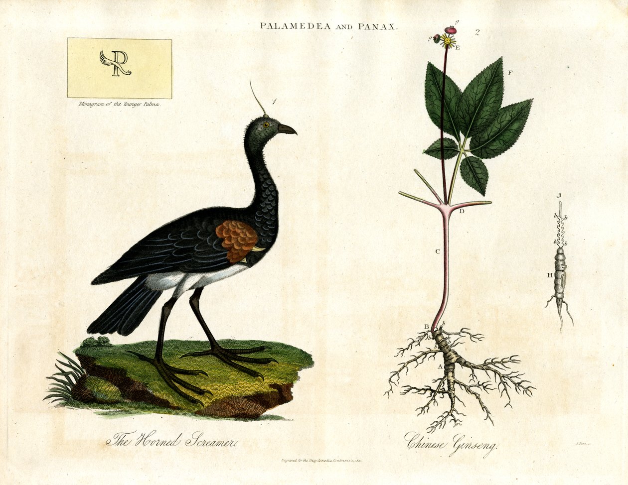 Palamedea og Panax - Horned Screamer og kinesisk ginseng av John Pass