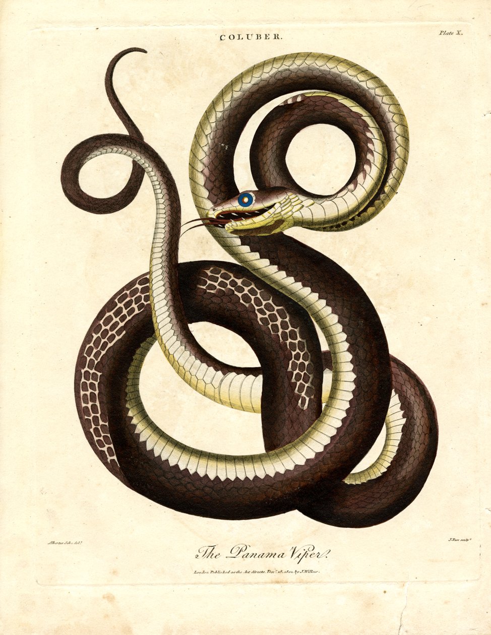 Panama-huggorm (Coluber) av John Pass