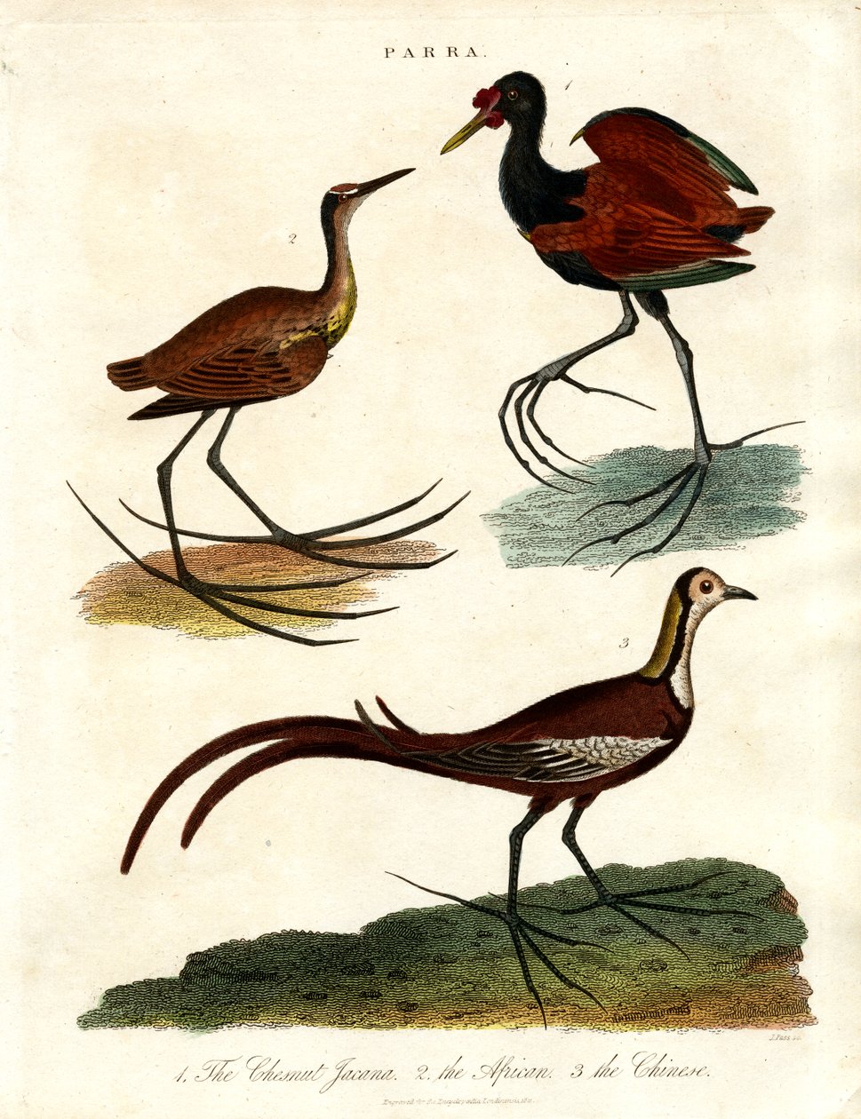 Druesorter (Jacanas) av John Pass
