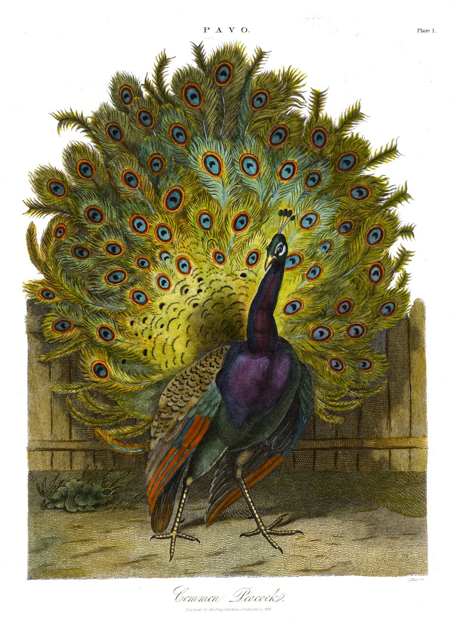 Pavo: Vanlig påfugl av John Pass