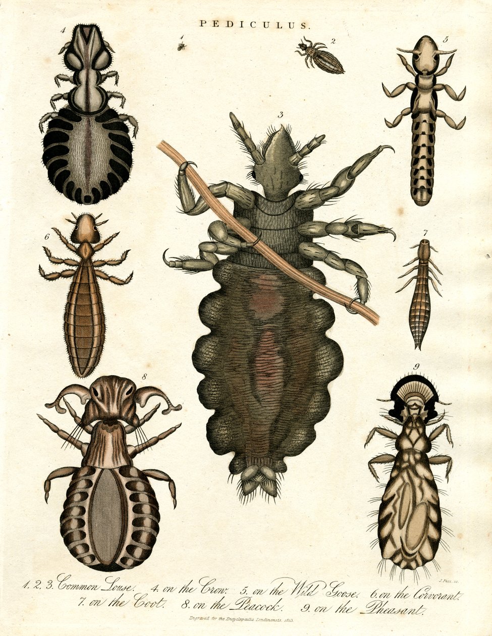Pediculus - Ulike arter av lus av John Pass