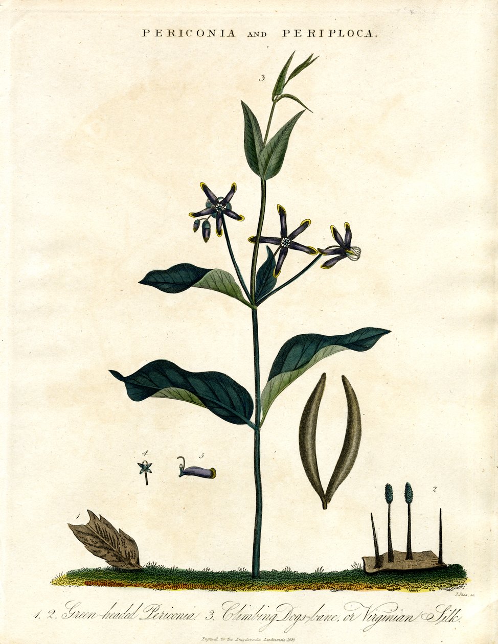 Periconia og Periploca av John Pass