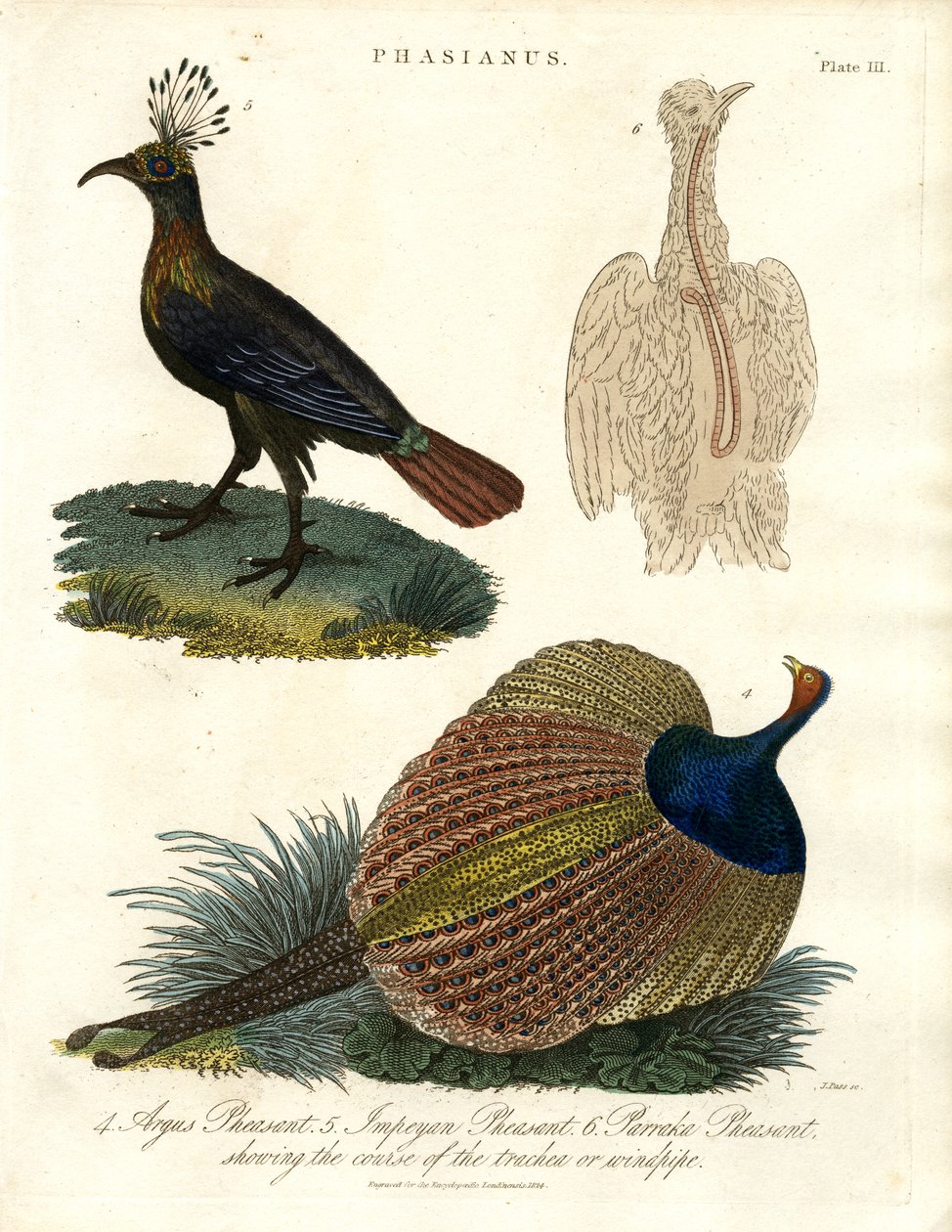 Phasianus (fasanart) av John Pass