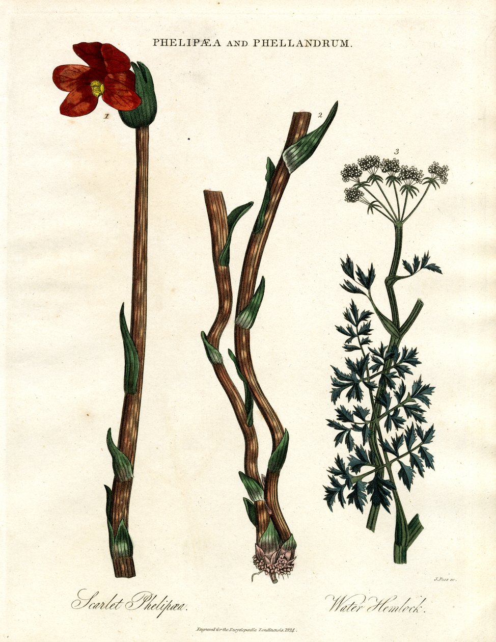 Phelipaea og Phellandrum av John Pass