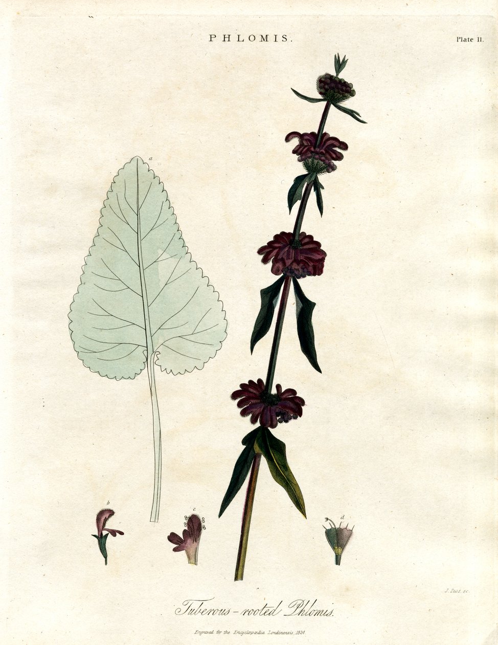 Phlomis: Knollrotet Jerusalem-salvie av John Pass