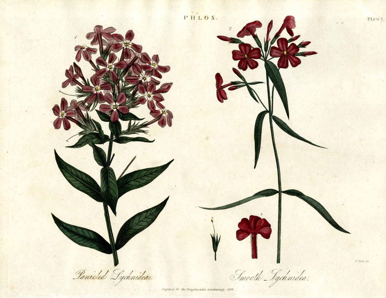 Phlox-arter av John Pass