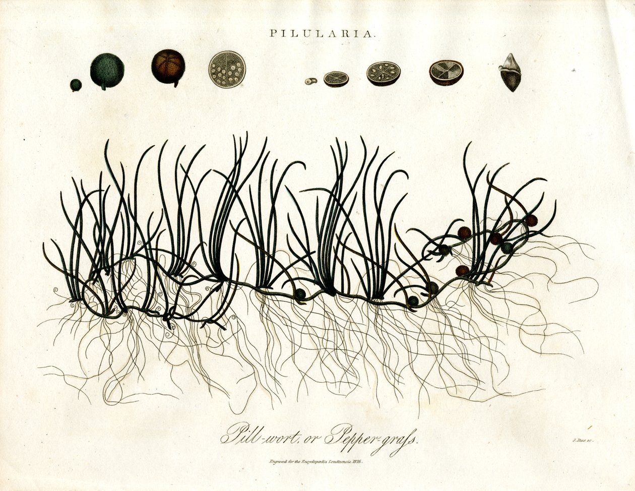 Pilularia: Pillwort eller peppergress av John Pass